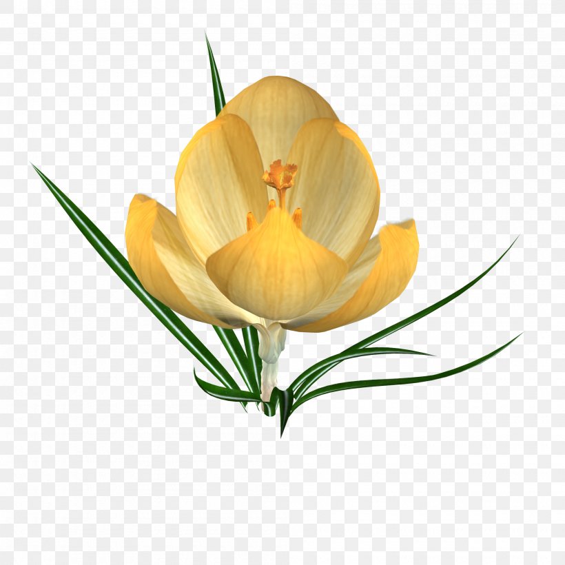 Crocus Petal Snowdrop Flower Iris Family, PNG, 2000x2000px, Crocus, Bud, Cut Flowers, Flower, Flowering Plant Download Free