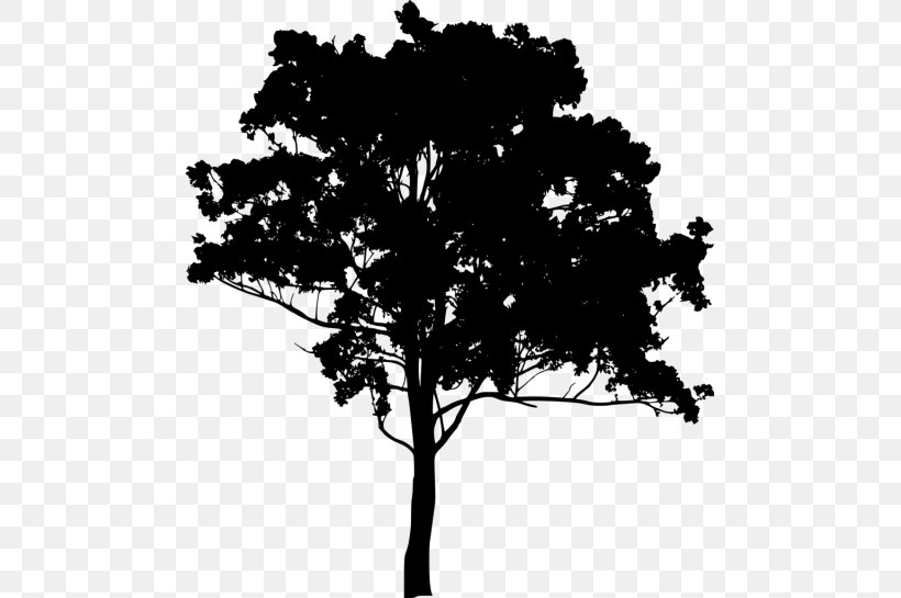 Drawing, PNG, 481x545px, Drawing, Black And White, Branch, Getty Images, Gum Trees Download Free