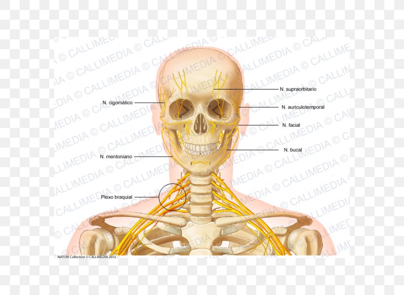 Head And Neck Anatomy Head And Neck Anatomy Bone Human Skeleton, PNG, 600x600px, Watercolor, Cartoon, Flower, Frame, Heart Download Free