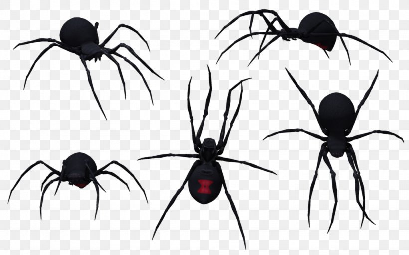 Southern Black Widow Redback Spider Black Widow Spider Clip Art, PNG, 1024x639px, Southern Black Widow, Arachnid, Arthropod, Black And White, Black Widow Download Free