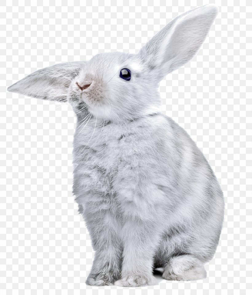 White Rabbit, PNG, 2453x2870px, European Rabbit, Black And White, Cottontail Rabbit, Domestic Rabbit, Fauna Download Free