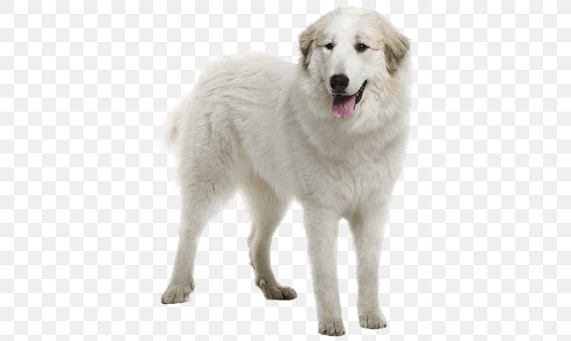 Great Pyrenees Pyrenean Mastiff Bernese Mountain Dog German Shepherd, PNG, 567x489px, Great Pyrenees, Akbash Dog, Ancient Dog Breeds, Bernese Mountain Dog, Breed Download Free