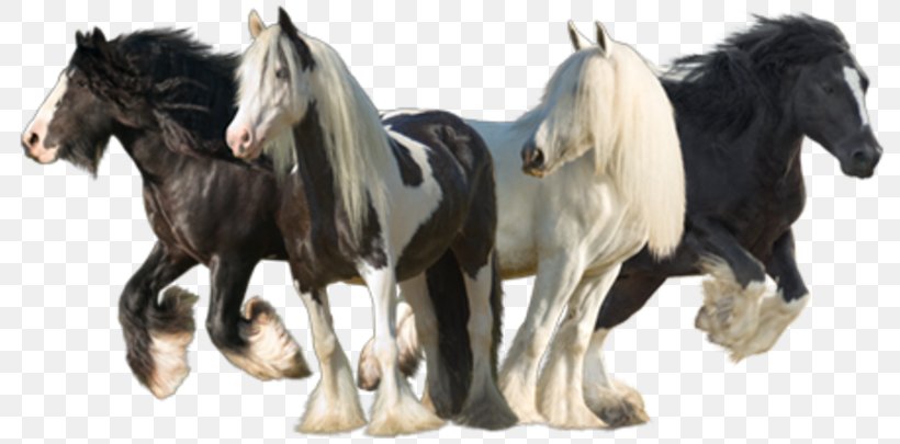 Mustang Gypsy Horse Stallion Konik Cob, PNG, 800x405px, Mustang, Animal Figure, Breed, Cob, Draft Horse Download Free