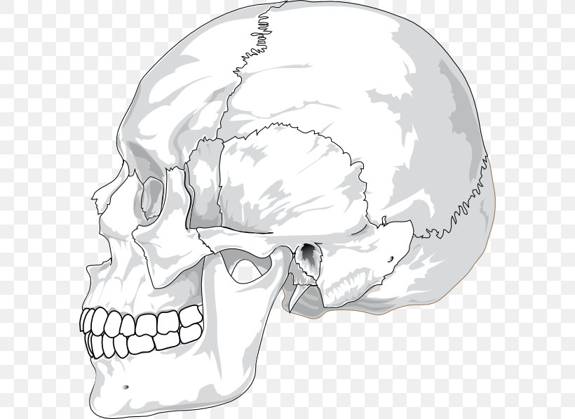 Skull Human Head Human Skeleton Clip Art, PNG, 594x597px, Skull, Automotive Design, Black And White, Bone, Diagram Download Free