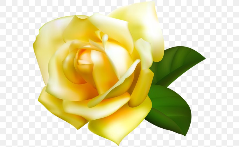 Beach Rose Yellow Garden Roses Flower Clip Art, PNG, 600x505px, Beach Rose, Color, Cut Flowers, Floribunda, Floristry Download Free