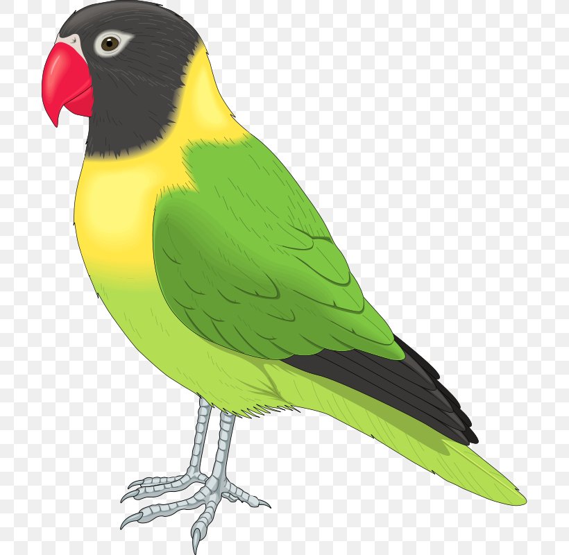 Bird Clip Art, PNG, 700x800px, Bird, Beak, Budgerigar, Common Pet Parakeet, Fauna Download Free