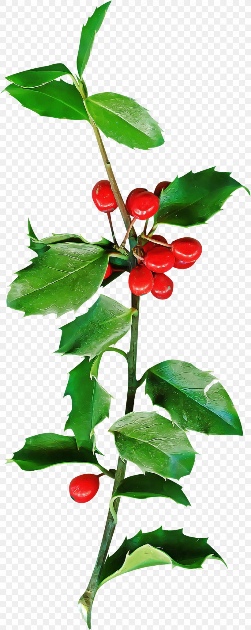 Christmas Holly Ilex Holly, PNG, 1300x3258px, Christmas Holly, Acerola, Acerola Family, Berry, Branch Download Free