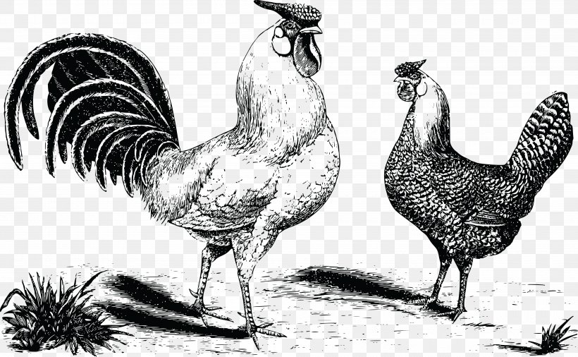 Hamburg Chicken Rooster Fowl Kifaranga, PNG, 4000x2473px, Hamburg Chicken, Beak, Bird, Black And White, Chicken Download Free