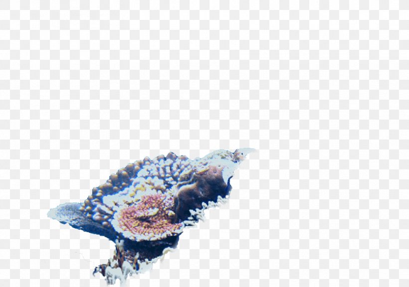 Beak Deep Blue Themes Aquarium Backgrounds Gallon Reef Tower, PNG, 834x586px, Beak, Aquarium, Bird, Gallon, Organism Download Free