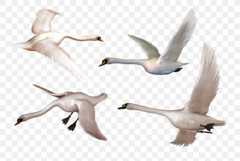 Bird Goose Whooper Swan Black Swan Clip Art, PNG, 800x550px, Bird, Beak, Black Swan, Cygnini, Drawing Download Free