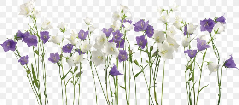 Borders And Frames Flower Clip Art, PNG, 1200x528px, Borders And Frames, Crocus, Cut Flowers, English Lavender, Flora Download Free