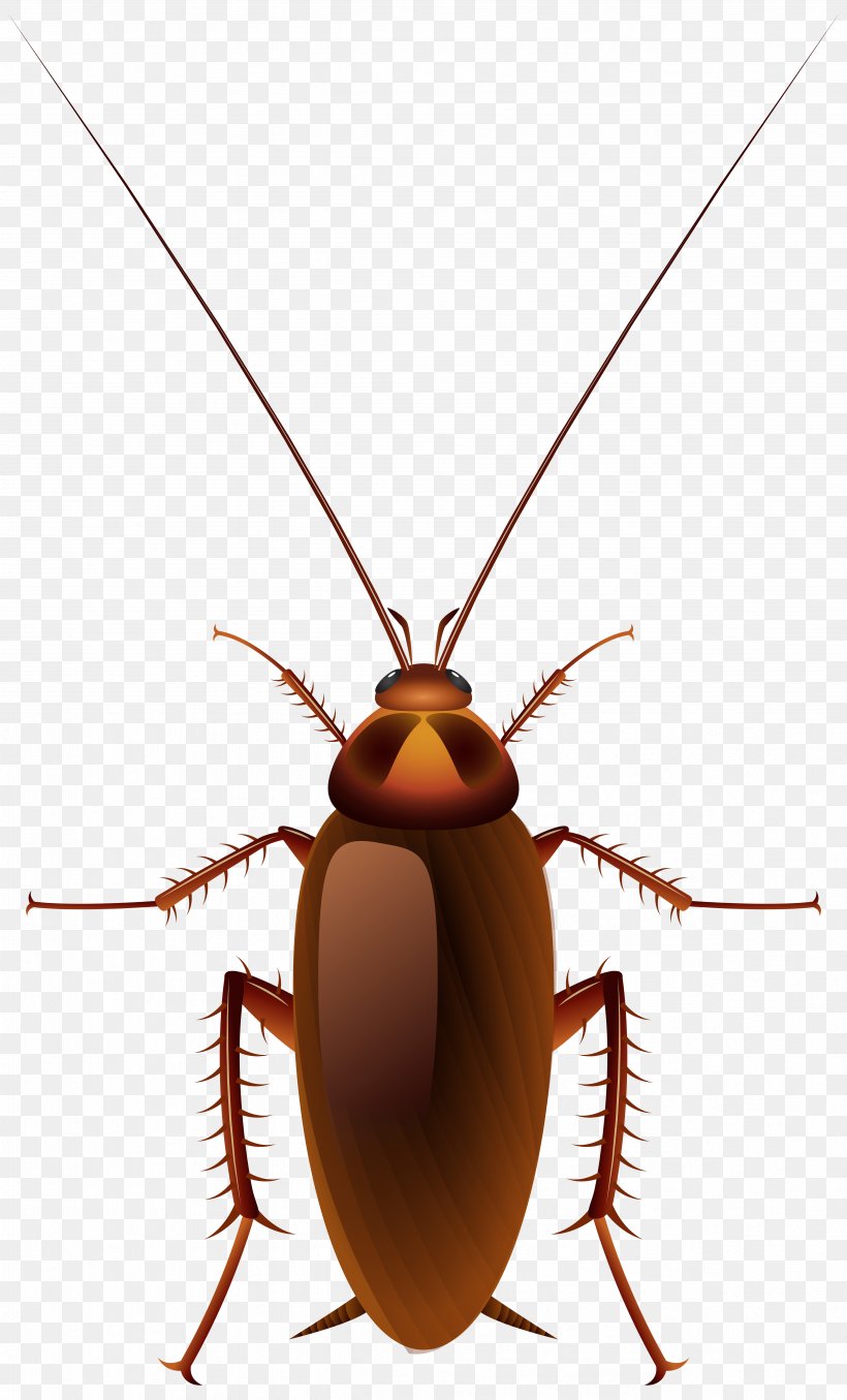 Cockroach Insect Clip Art, PNG, 4839x8000px, Cockroach, Arthropod, Beetle, Blaberus Discoidalis, Blog Download Free