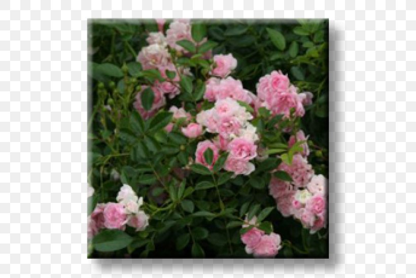 Floribunda Rose Shrub Garden Plant, PNG, 600x548px, Floribunda, Annual Plant, Azalea, Bellflowers, Common Hibiscus Download Free