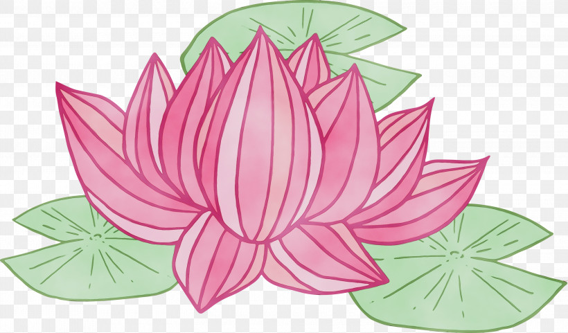 Lotus, PNG, 3000x1763px, Bodhi Lotus, Anthurium, Aquatic Plant, Flower, Herbaceous Plant Download Free