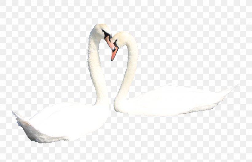Mute Swan Duck Bird, PNG, 2000x1289px, Mute Swan, Beak, Bird, Cygnini, Duck Download Free