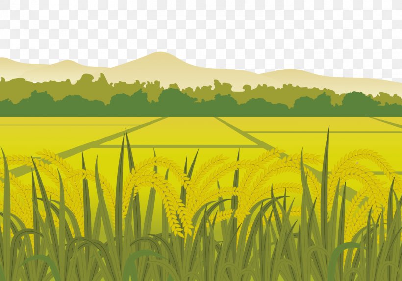 Rice Euclidean Vector Paddy Field Harvest, PNG, 1400x980px, Rice, Agriculture, Barley, Commodity, Crop Download Free
