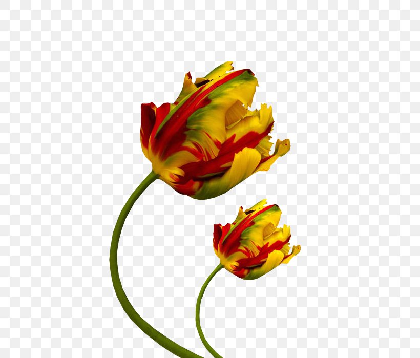 Tulip Cut Flowers Petal Color Photography, PNG, 479x699px, Tulip, Bud, Color, Color Photography, Cut Flowers Download Free