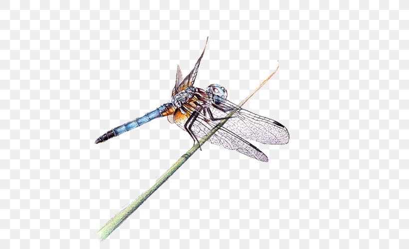 Dragonfly Insect, PNG, 694x500px, Dragonfly, Art, Arthropod, Colored Pencil, Designer Download Free