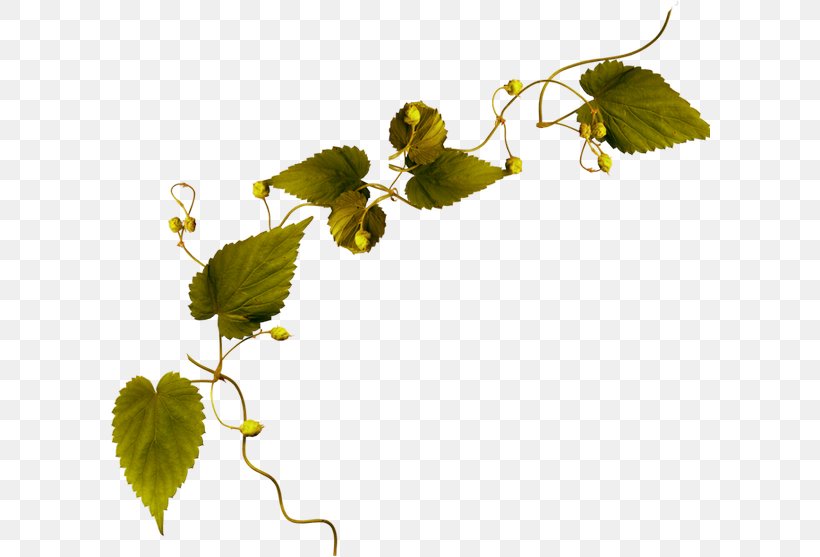 Leaf Twig Branch Clip Art, PNG, 600x557px, Leaf, Branch, Flower, Nature, Plant Download Free