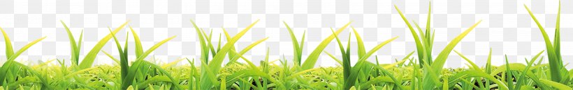 Wheatgrass Energy Close-up Computer Wallpaper, PNG, 3000x477px, Wheatgrass, Closeup, Computer, Energy, Grass Download Free