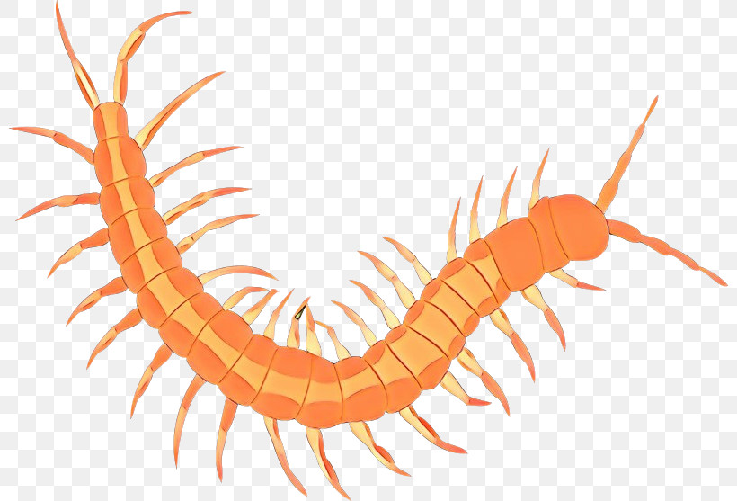 Centipede Millipedes Ringed-worm Glycera Parasite, PNG, 800x557px, Centipede, Glycera, Millipedes, Parasite, Ringedworm Download Free