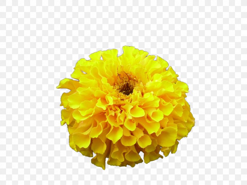 Cut Flowers Chrysanthemum Naver Blog, PNG, 1024x768px, Flower, Annual Plant, Calendula, Chrysanthemum, Chrysanths Download Free