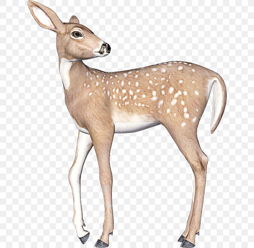 Deer Wildlife Antelope White-tailed Deer Fawn, PNG, 645x800px, Deer, Antelope, Fawn, Roe Deer, Snout Download Free