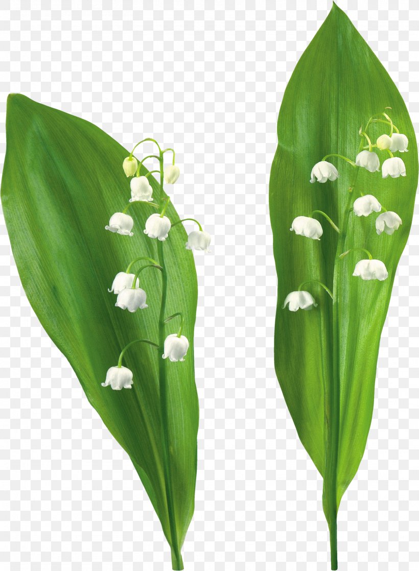 Flower Plant Lily Of The Valley Clip Art, PNG, 1613x2200px, Flower, Grass, Leaf, Lilium, Lily Of The Valley Download Free