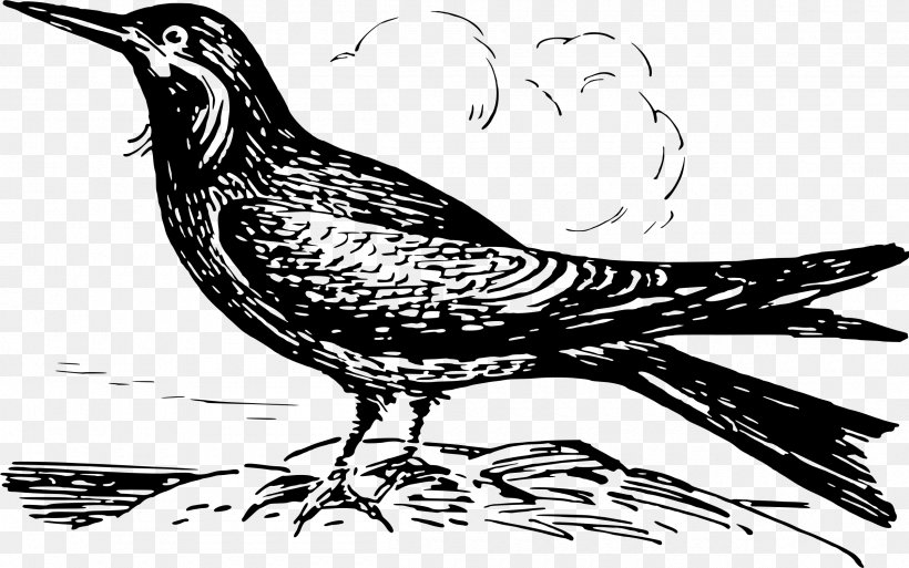 Bird Line Art Clip Art, PNG, 2400x1502px, Bird, Animal, Art, Artwork, Beak Download Free