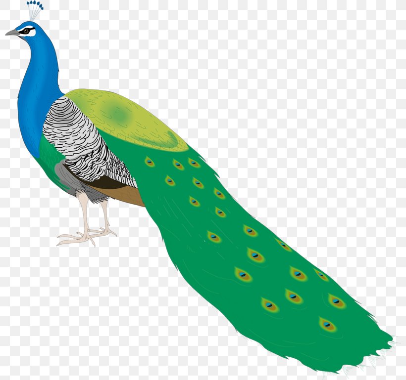Bird Peafowl Clip Art, PNG, 800x769px, Bird, Animation, Asiatic Peafowl, Beak, Fauna Download Free