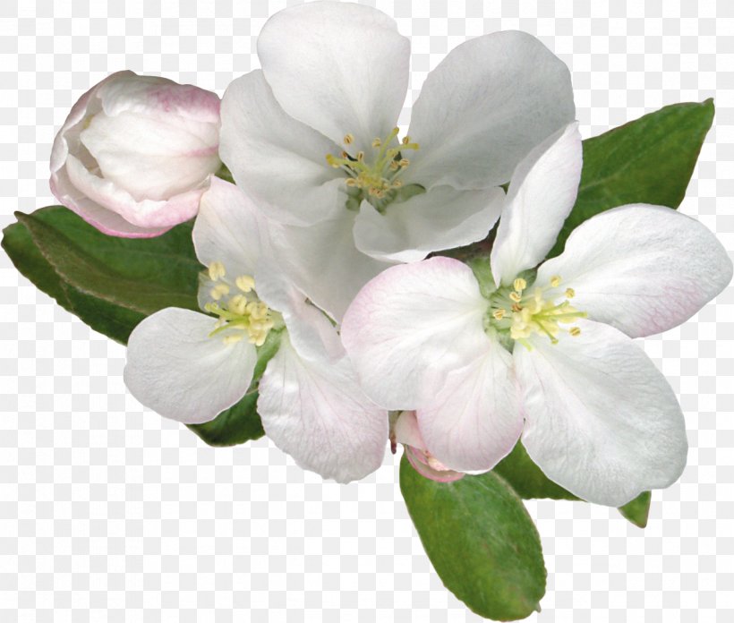 Flower Blossom Apples Clip Art, PNG, 1272x1080px, Flower, Adobe Premiere Pro, Apples, Blossom, Branch Download Free