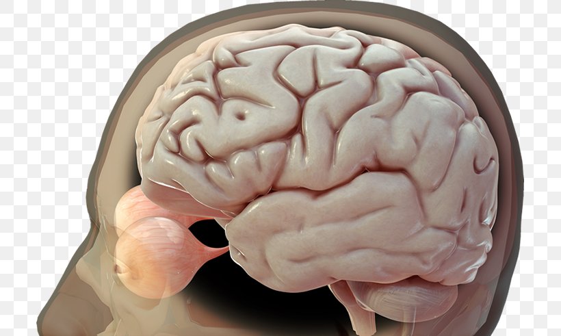 Human Brain Image 3D Rendering, PNG, 713x491px, Watercolor, Cartoon, Flower, Frame, Heart Download Free