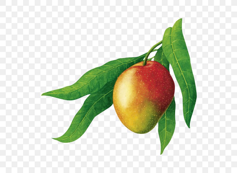 Organic Food Mangifera Indica RAPUNZEL NATURKOST GmbH Natural Foods, PNG, 600x600px, Organic Food, Apple, Coffee, Drawing, Food Download Free