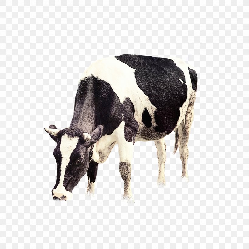 Cow Background, PNG, 2953x2953px, Holstein Friesian Cattle, Agriculture ...