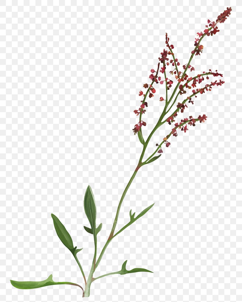 Sorrel Rumex Acetosella Yarrow Perennial Plant Herb, PNG, 785x1024px, Sorrel, Branch, Cut Flowers, Dock, Flower Download Free