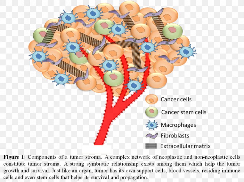 Biology Of Cancer Stromal Cell Neoplasm, PNG, 850x635px, Watercolor, Cartoon, Flower, Frame, Heart Download Free