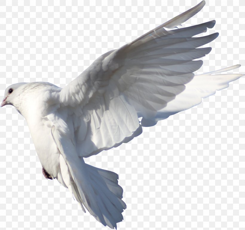 Dove Bird, PNG, 1984x1859px, Homing Pigeon, Beak, Bird, Bird Flight, Columbinae Download Free