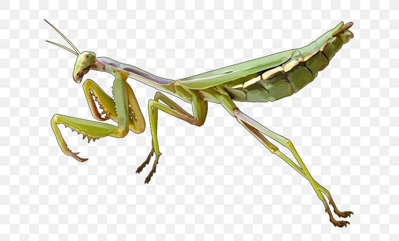 European Mantis Insect Grasshopper, PNG, 700x495px, Mantis, Animal, Arthropod, Document, Drawing Download Free