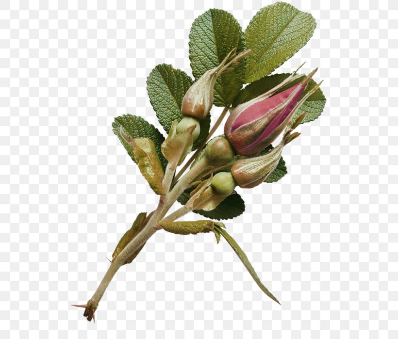 Garden Roses Flower Bud, PNG, 533x699px, 2017, Garden Roses, Author, Branch, Bud Download Free