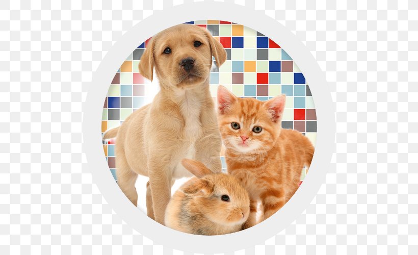 Golden Retriever Whiskers Puppy Companion Dog Dog Breed, PNG, 500x500px, Golden Retriever, Carnivoran, Cat, Cat Like Mammal, Companion Dog Download Free