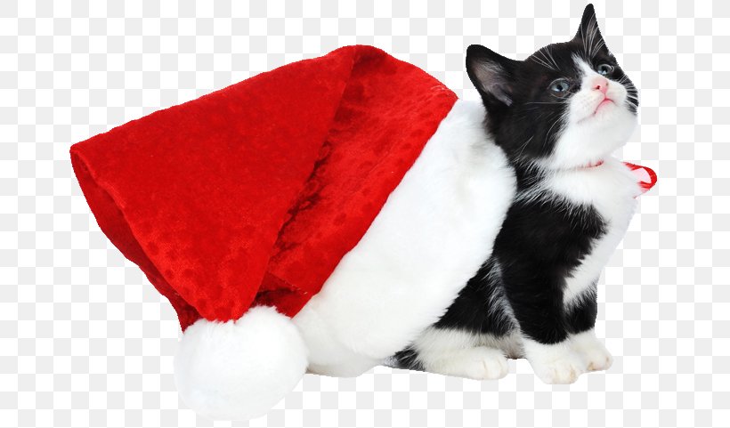 Kitten Siamese Cat Christmas Santa Claus Black Cat, PNG, 670x481px, Kitten, Black Cat, Carnivoran, Cat, Cat Like Mammal Download Free