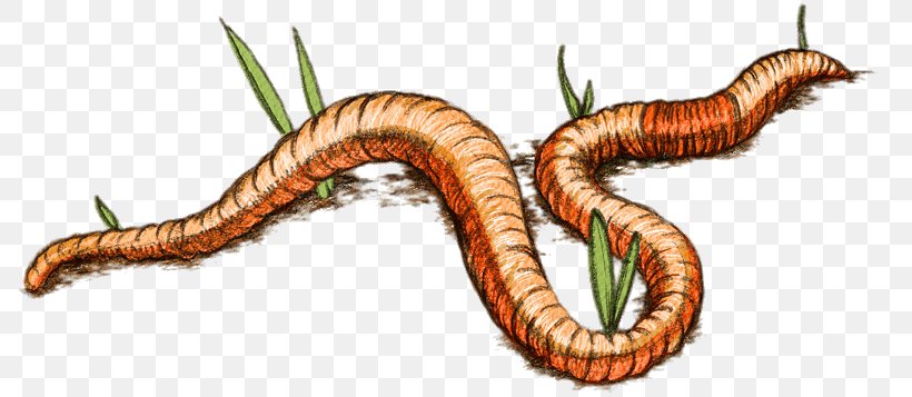 Worm Eisenia Fetida Vermicompost Parasitism, PNG, 812x357px, Worm, Animal, Compost, Earthworm, Eisenia Fetida Download Free