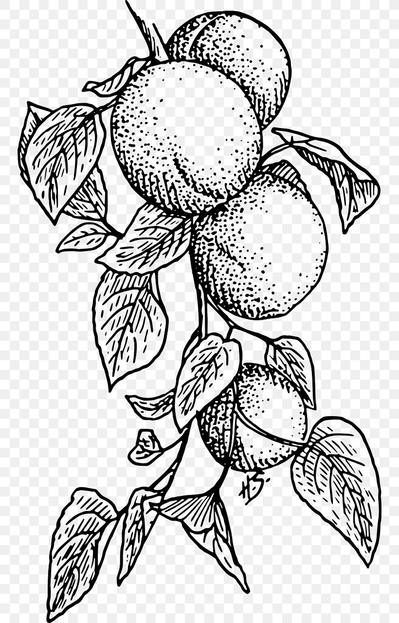 Apricot Fruit Clip Art, PNG, 748x1280px, Apricot, Apple, Artwork, Black, Black And White Download Free