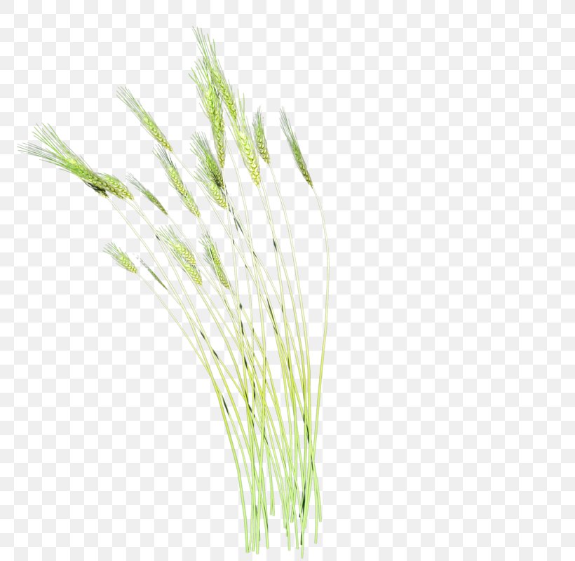 Cat Grasses Plant, PNG, 800x800px, Cat, Grass, Grass Family, Grasses, Green Download Free