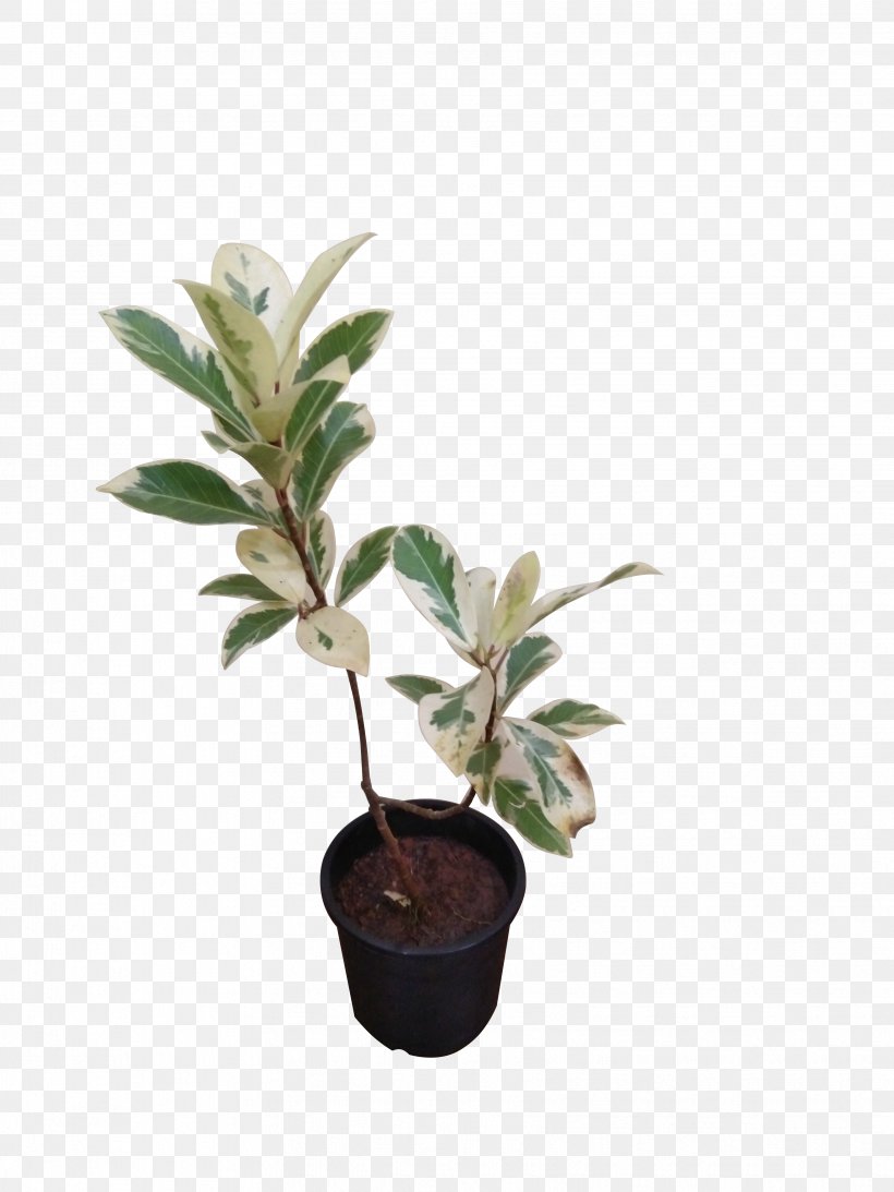 Inch Ornamental Plant Houseplant Garden Croton Leaf, PNG, 3456x4608px, Inch, Chinese Evergreens, Clan, Fig Trees, Flowerpot Download Free