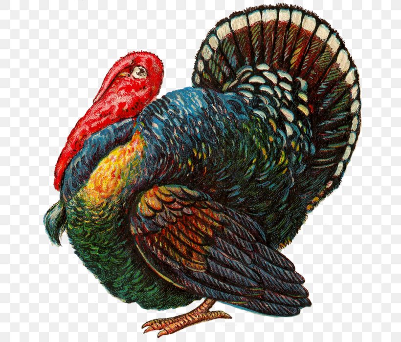 Turkey Meat Thanksgiving Day Clip Art, PNG, 689x700px, Turkey, Beak, Bird, Chicken, Domesticated Turkey Download Free