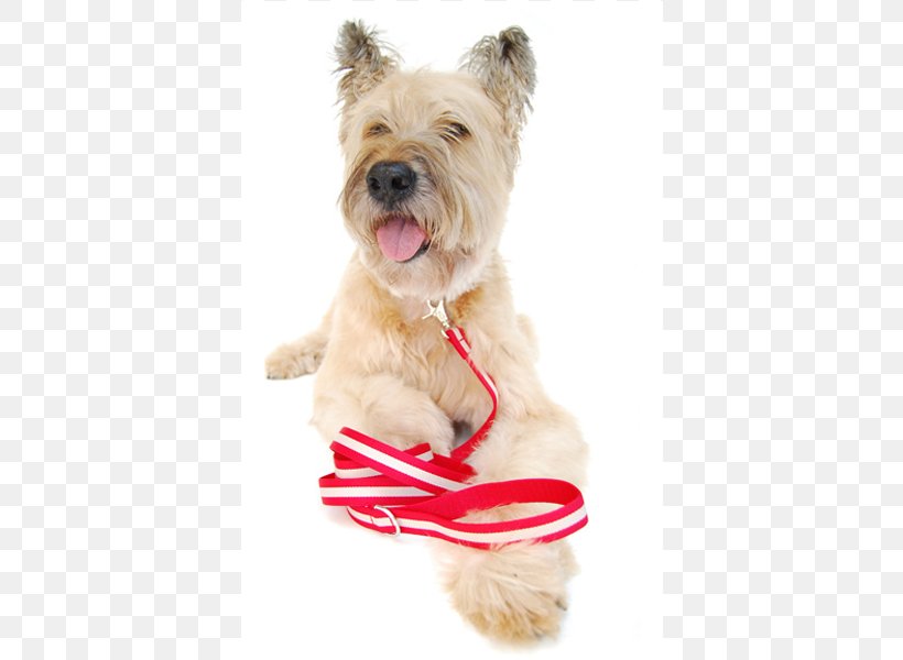 Cairn Terrier Glen Dog Breed Puppy Companion Dog, PNG, 600x600px, Cairn Terrier, Breed, Cairn, Carnivoran, Clothing Download Free