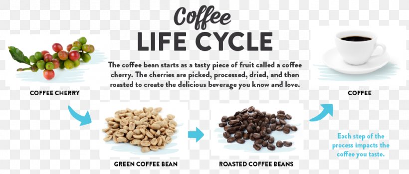 Coffee Bean Coffee Roasting Cafe, PNG, 1000x426px, Coffee, Bean, Brand, Cafe, Cherry Download Free