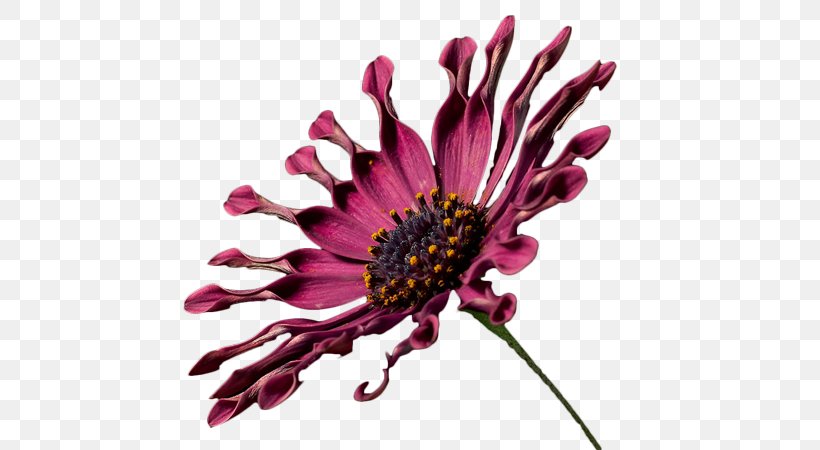Common Daisy Chrysanthemum Aster Purple Cut Flowers, PNG, 600x450px, Common Daisy, Aster, Black, Chrysanthemum, Chrysanths Download Free