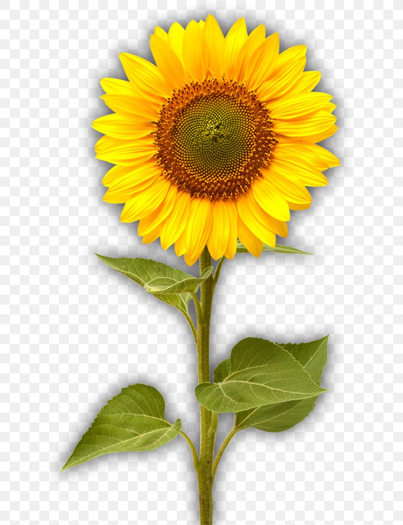 Common Sunflower Sunflower Seed Helianthus Giganteus Stock Photography, PNG, 616x1069px, Common Sunflower, Annual Plant, Asterales, Daisy Family, Flower Download Free